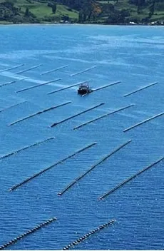 Mussel farming area