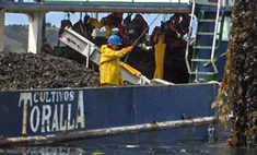 Long-line mussel farming